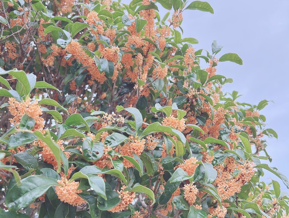PWLR9795
